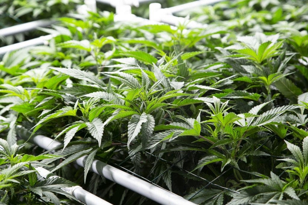 DEFEND YOUR CANNABIS CROP AGAINST INVISIBLE ATTACKERS